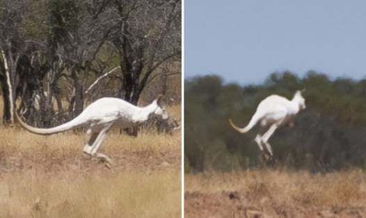 Con kangaroo trắng được phát hiện ở Australia. Ảnh: Outback Pioneers