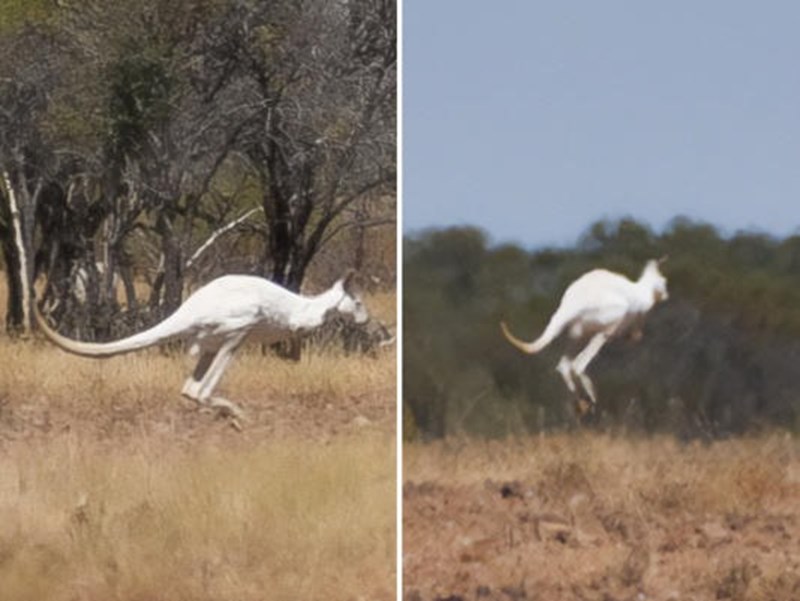 Animal world: Extremely rare white kangaroo discovered