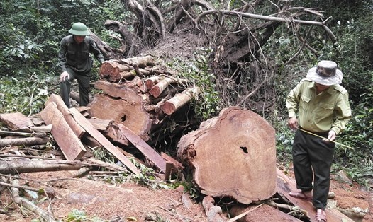 Một cây hương ở rừng Kbang, Gia Lai bị đốn hạ. Ảnh T.T