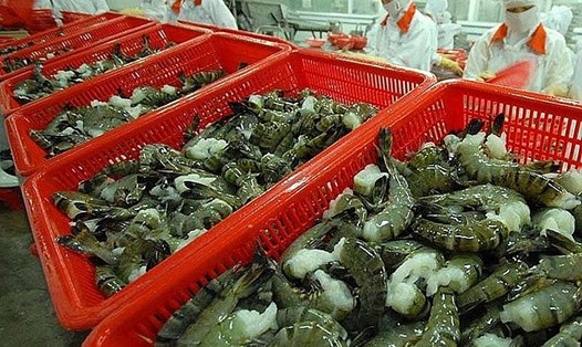 Xuất khẩu tôm sang Nhật Bản khởi sắc từ những tháng đầu năm 2022. Ảnh: TL