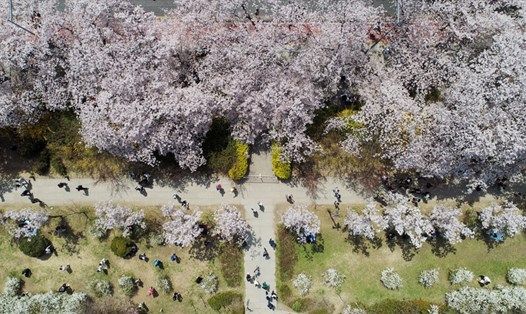 Người dân Seoul, Hàn Quốc, đi ngắm hoa ở công viên Yeouido. Ảnh chụp màn hình