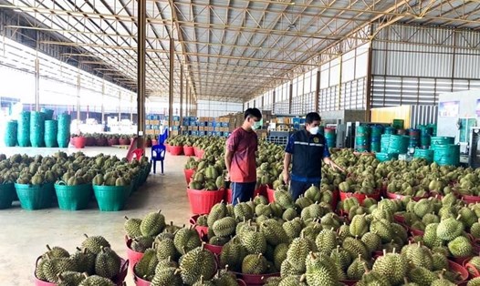 Cơ quan chức năng Thái Lan kiểm tra trái sầu riêng trước khi xuất khẩu. Ảnh: NPT