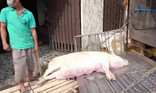 Tại huyện Trảng Bom, Báo Lao Động đã phát hiện có nhiều lò thu mua heo chết.
