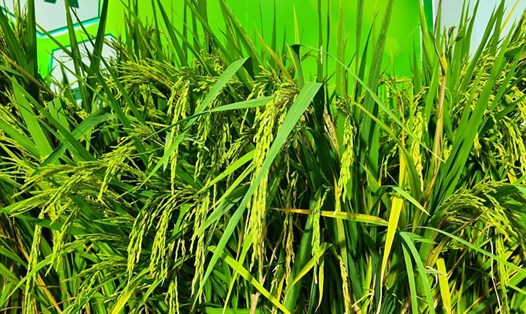 Giá gạo xuất khẩu của Việt Nam lạc quan hỗ trợ giá lúa gạo trong nước ổn định. Ảnh: Vũ Long