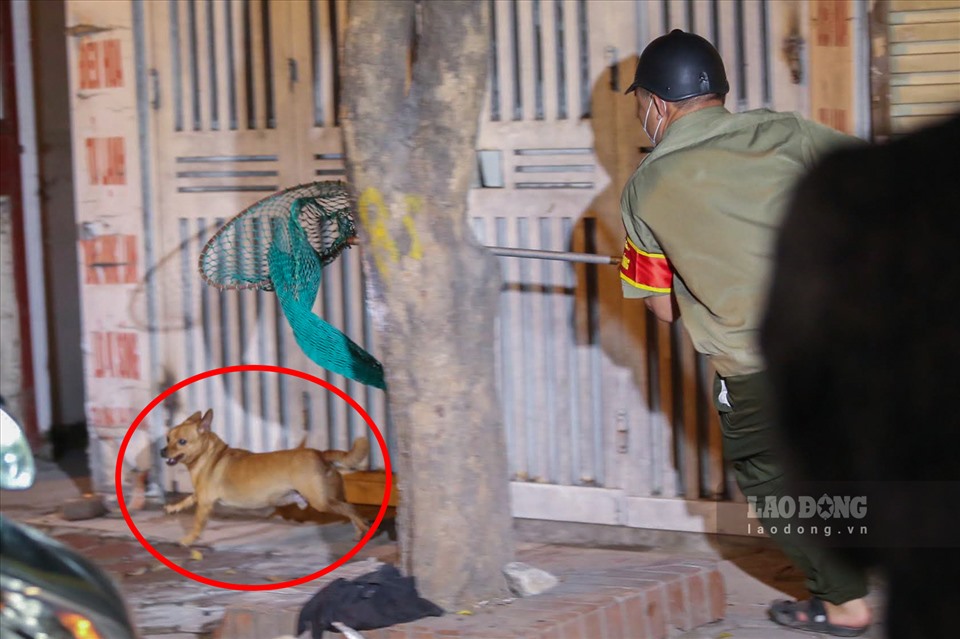 Gây cấn xem cảnh vây bắt chó thả rông trên đường phố Hà Nội