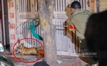 Gây cấn xem cảnh vây bắt chó thả rông trên đường phố Hà Nội