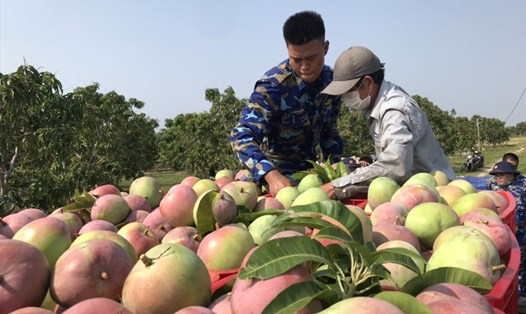 Cam Lâm phát triển cây trồng đặc sản giá trị kinh tế cao.