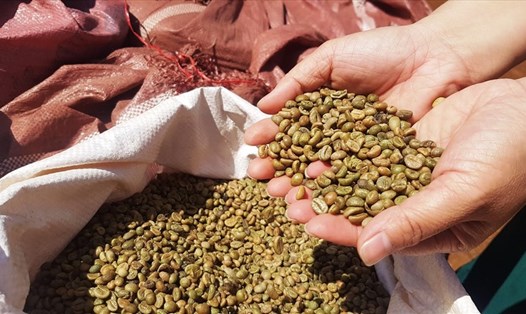 Cà phê và nhiều loại nông sản thế mạnh của Việt Nam có thể đẩy thương mại Việt Nam - Algeria lên tầm cao mới. Ảnh: Vũ Long