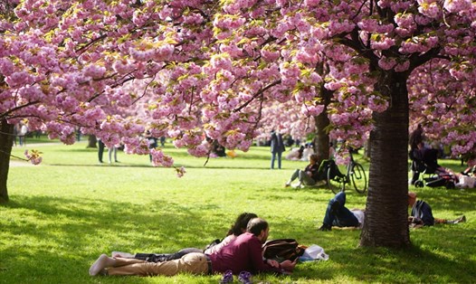 Lễ hội hoa anh đào mang tên Hanami diễn ra trong 2 ngày 16 và 17.4 tại công viên Parc de Sceaux. Ảnh: Linh Linh
