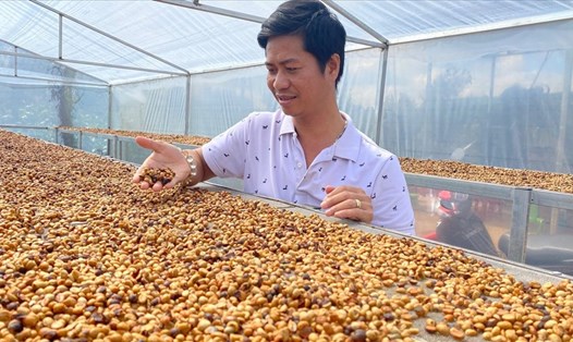 Từ chỗ gia đình thuần nông, anh Lê Văn Vương đã tạo ra sự đột phá về thu nhập cho gia đình bằng cách tạo ra nhiều dòng cà phê đặc sản. Ảnh: Phan Tuấn