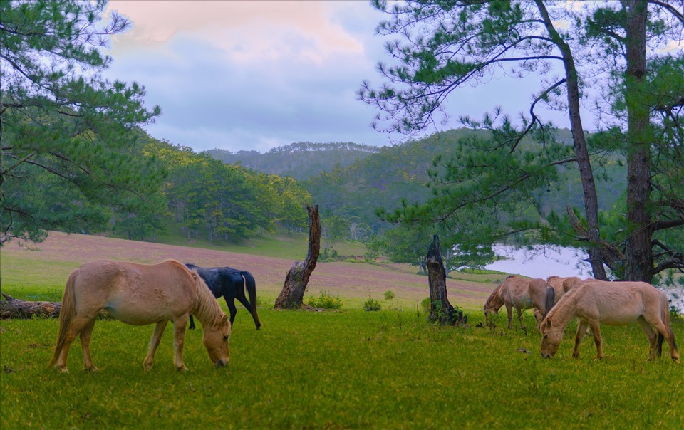 Đà Lạt xây dựng nhiều kế hoạch phát triển bền vững. Ảnh Lý Tưởng