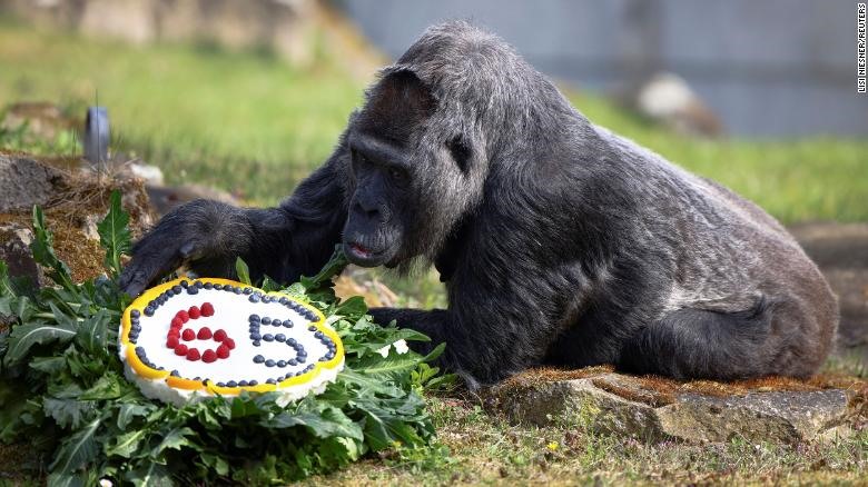 Hãy kỉ niệm sinh nhật của mình cùng một chú khỉ đột thông minh và đáng yêu trong bức ảnh đầy sống động này!
