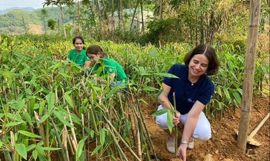 Đại sứ Australia tại Việt Nam Robyn Mudie trải nghiệm trồng măng tại HTX Sản xuất Măng Xuân Nha. Ảnh: Khánh Minh