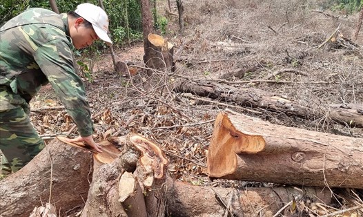 Một cây gỗ vừa bị đốn hạ ở ngay trên đường mòn dẫn vào tiểu khu 699 và 708 thuộc xã Đakrông, huyện Đakrông, tỉnh Quảng Trị. Ảnh: Hưng Thơ.