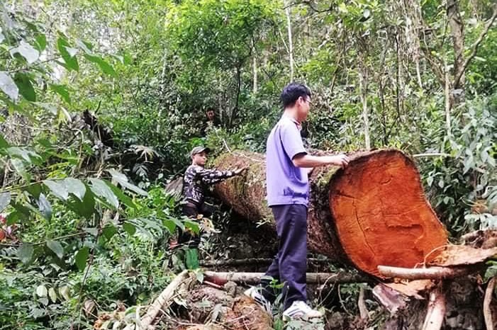 Điều tra vụ phá rừng đặc dụng tại Tuyên Quang