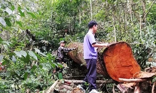 Lực lượng chức năng tiến hành đo đếm, làm công tác hiện trường vụ phá rừng đặc dụng tại xã Yên Thuận (Hàm Yên, Tuyên Quang).