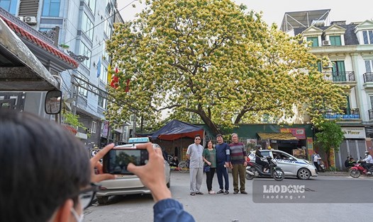 Cây hoa bún hơn 300 tuổi bung nở rực rỡ tại Thủ đô. Ảnh: Nguyễn Huế