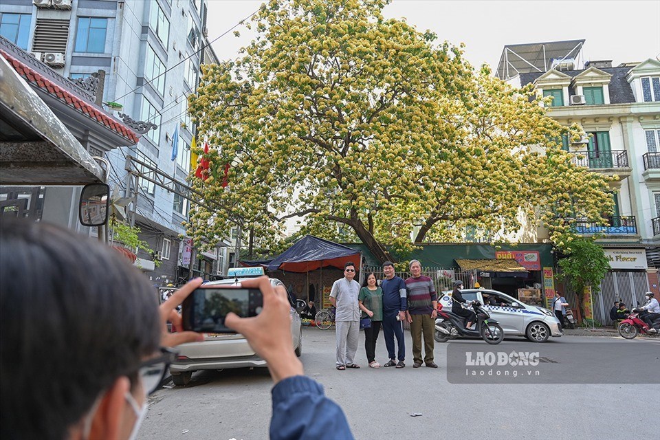 Cây hoa bún hơn 300 tuổi bung nở rực rỡ tại Thủ đô. Ảnh: Nguyễn Huế
