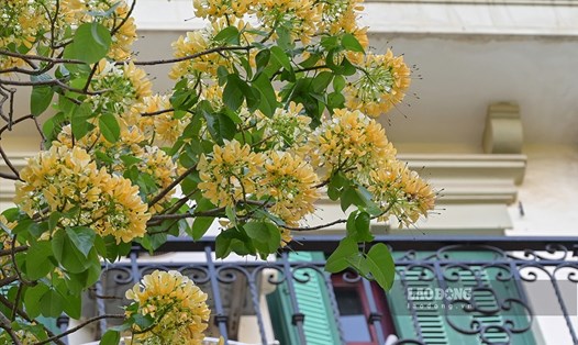 Cây hoa Bún bung nở vàng rực giữa đường phố Đình Thôn, phường Mỹ Đình 1, quận Nam Từ Liêm.