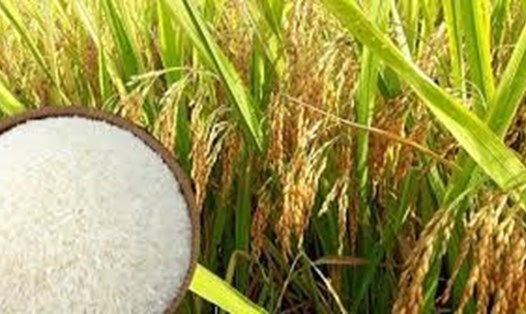 Giá gạo xuất khẩu của Việt Nam ổn định. Ảnh: TL