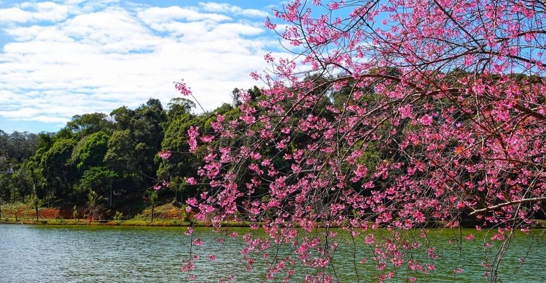 Hoa anh đào nở rộ ở Măng Đen, Kon Tum- vùng đất được mệnh danh Đà Lạt thứ 2 của Tây Nguyên