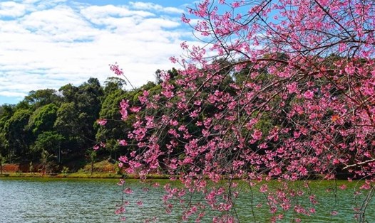Hoa anh đào nở rộ ở Măng Đen, Kon Tum- vùng đất được mệnh danh Đà Lạt thứ 2 của Tây Nguyên