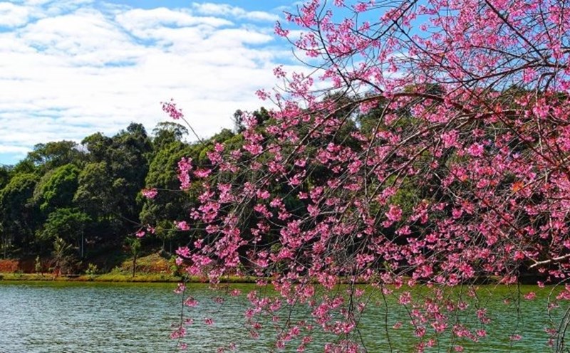Hoa anh đào nở rộ ở Măng Đen, Kon Tum- vùng đất được mệnh danh Đà Lạt thứ 2 của Tây Nguyên