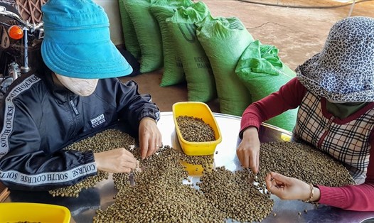 Xuất khẩu cà phê của Việt Nam tăng trưởng, nhưng phải đối mặt với sự cạnh tranh gay gắt. Ảnh: Vũ Long