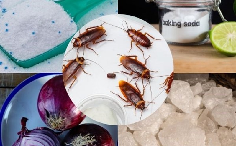 Bất ngờ với những mẹo đuổi gián ra khỏi tủ quần áo dễ thực hiện và đem lại hiệu quả cao. Ảnh minh họa: Thảo Hương