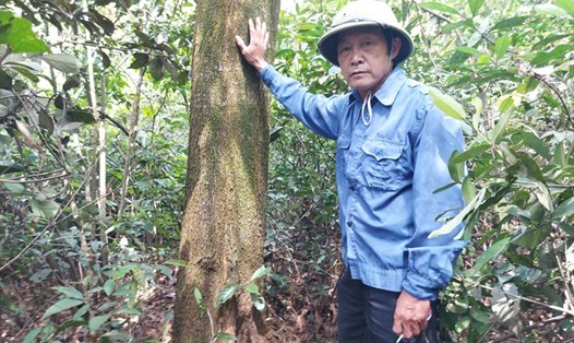 Ông Ngụ bên rừng trồng keo của mình bức xúc phản ánh có 15 ha rừng của cả 4 hộ bị giao cho BQL rừng phòng hộ. Ảnh: Trần Tuấn.