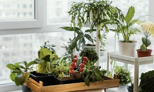 Ánh sáng là một trong những yếu tố quan trọng để biến nhà bếp của bạn thành vườn rau. Ảnh: Boldsky