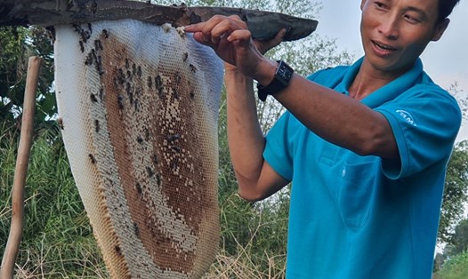Anh Phạm Duy Khanh sẽ là người thực hiện kỷ lục Tổ ong lớn nhất Việt Nam cho nghề gác kèo ong ở rừng U Minh Hạ tại sự kiện Hương rừng U Minh. Ảnh: Nhật Hồ