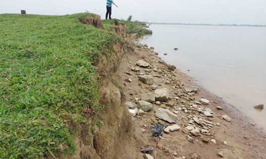 Bờ sông Lam đoạn qua xã Xuân Lam bị sạt lở nặng nề gây thu hẹp đất canh tác của người dân. Ảnh: Trần Tuấn.