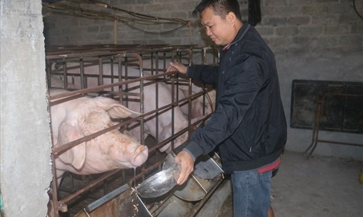 Giá thức ăn chăn nuôi liên tục tăng cao khiến người chăn nuôi ở vùng cao Hoà Bình gặp nhiều khó khăn. Ảnh: Khánh Linh