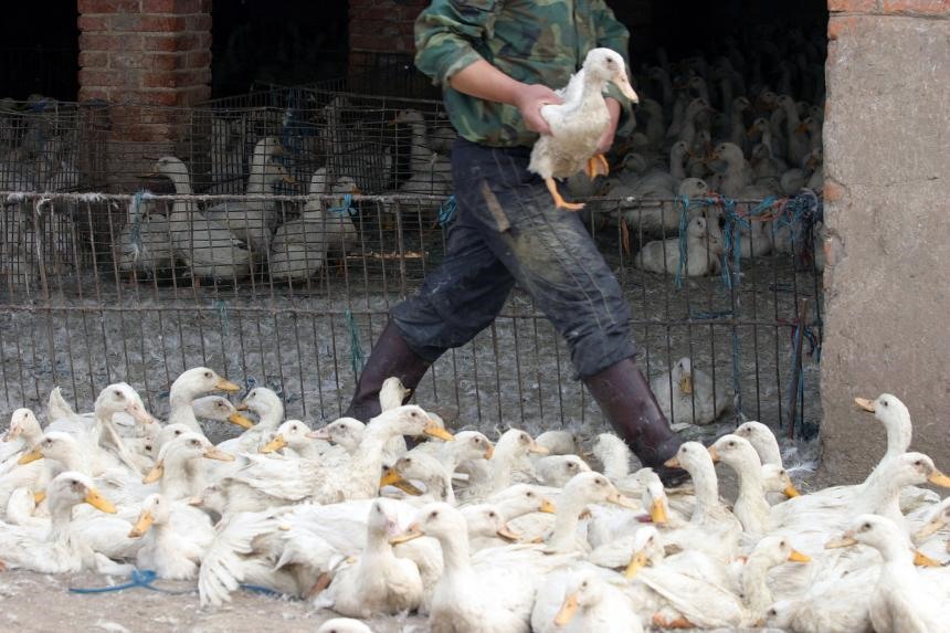 China detects the world's first human case of H3N8 bird flu
