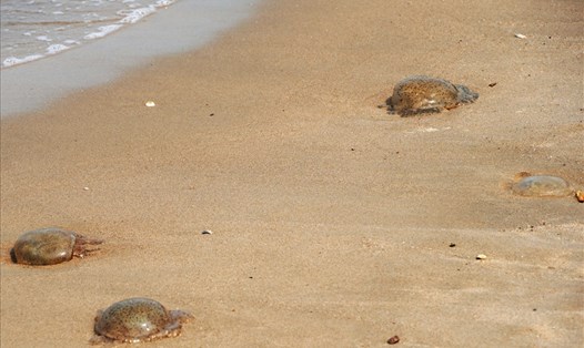 Nhiều sứa bị sóng đánh dạt lên bãi cát ở Vũng Tàu. Ảnh: T.A