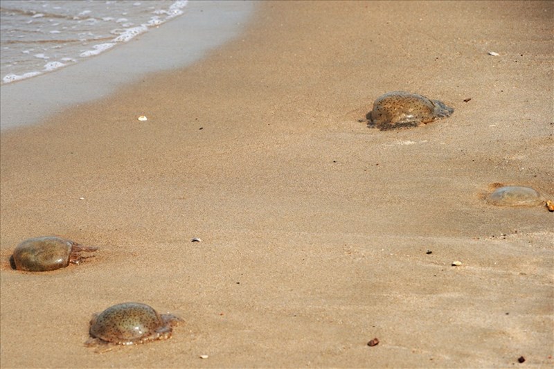 Cách xử trí khi bị sâu, sứa biển gây ngứa trong lúc tắm biển