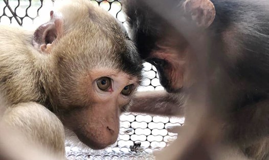 2 cá thể khỉ quý hiếm mà Vườn Quốc gia Vũ Quang vừa tiếp nhận. Ảnh: TT.