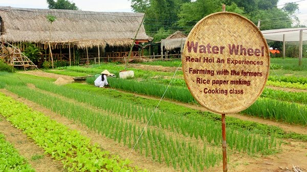 Làng rau Trà Quế Hội An hiện tại vẫn còn duy trì phương pháp trồng rau hữu cơ từ xa xưa, vì vậy Bộ Văn hóa Thể thao, du lịch đã đưa Làng rau Trà Quế vào danh mục Văn hóa phi vật thể quốc gia..