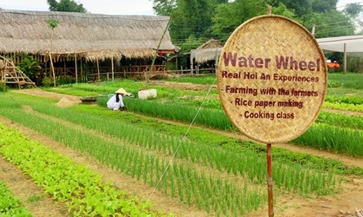 Làng rau Trà Quế Hội An hiện tại vẫn còn duy trì phương pháp trồng rau hữu cơ từ xa xưa, vì vậy Bộ Văn hóa Thể thao, du lịch đã đưa Làng rau Trà Quế vào danh mục Văn hóa phi vật thể quốc gia..