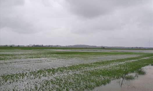 Ước tính hơn 5.900 ha lúa bị ảnh hưởng sau đợt mưa lũ thất thường vừa rồi. Ảnh: H.L