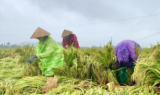 Người dân Quảng Nam đội mưa đỡ từng bông lúa ngã. Ảnh: Thanh Chung