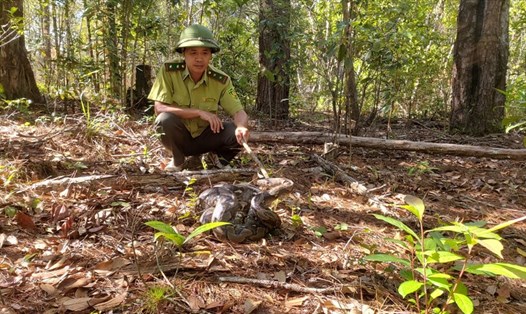 Các ngành chức năng ở Đắk Nông thả trăn gấm về rừng. Ảnh: Bảo Lâm