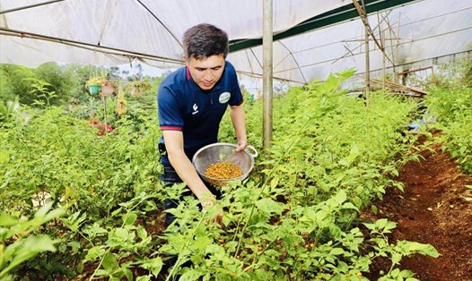 Anh Đậu Văn Cường đã di thực, phát triển được hơn 10.000 cây ớt Aji Charapita có nguồn gốc từ Peru. Ảnh: Phan Tuấn