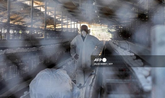 Công nhân trong một trang trại ở Margaliot, miền bắc Israel, tháng 1.2022. Ảnh minh họa. Ảnh: AFP