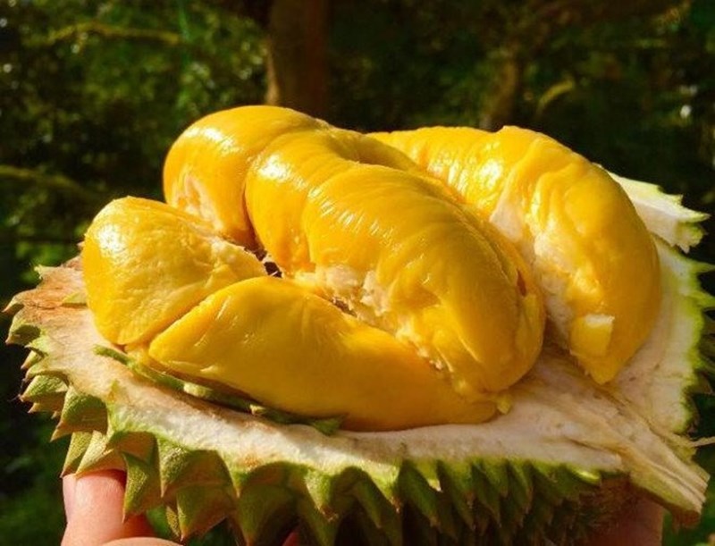 6 nhóm người không nên ăn sầu riêng