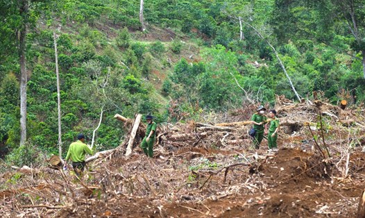 Hiện trường vụ phá rừng ở huyện Bảo Lâm, tỉnh Lâm Đồng. Ảnh: Khánh Phúc