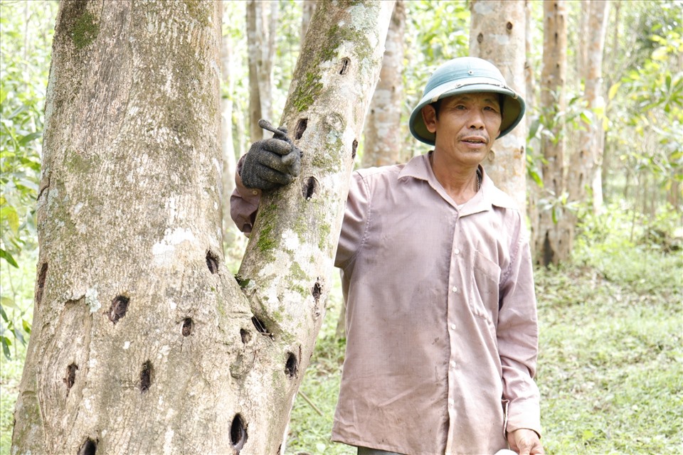 "Vỡ mộng" với cây trầm hương