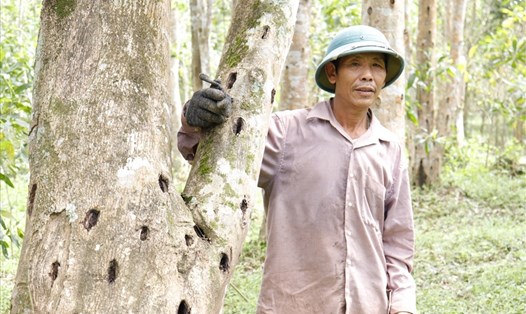 Ông Nguyễn Văn Quý, một trong số những người còn trồng hàng trăm cây dó bầu tại xã Trường Thủy. Ảnh: H.L