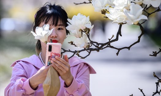 Một phụ nữ Hàn Quốc chụp ảnh bên cây mộc lan tại Seoul, Hàn Quốc ngày 7.4. Ảnh: AFP